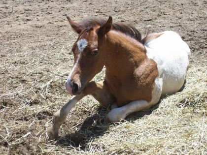 photo par CowGirl_Ro