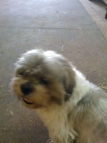 charlie abandonne,un amour cherche un foyer