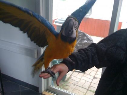 Moise le show-off!...