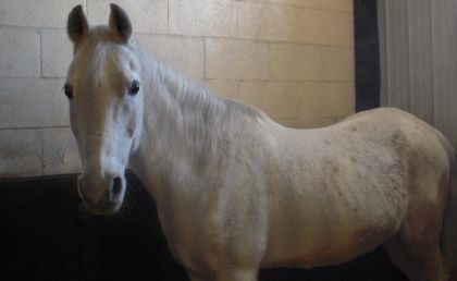 Un cheval vraiment magnifique et gentil est affectueux (L)