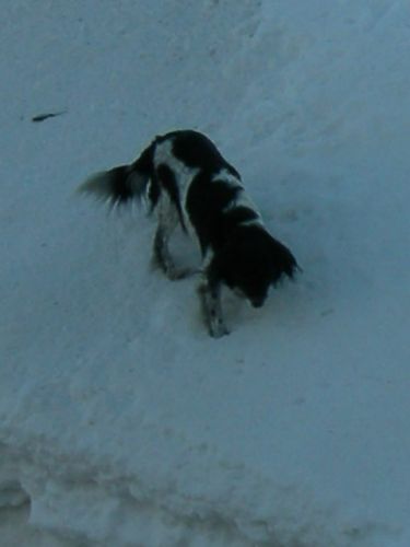 Ma Chienne Mandy, morte en a la semaine de relache 2009 ;`(