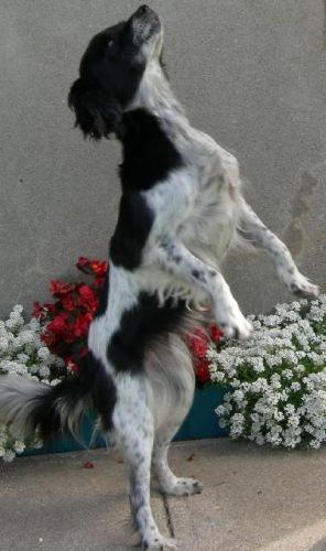Encore ma belle petite chienne qui fait la belle!