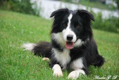 comment ne pas le trouver beau ??  Miko le chien d'une amie , il...