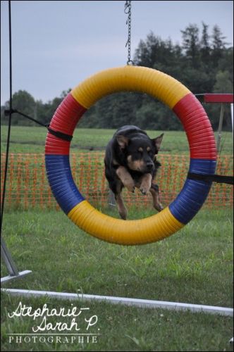 Ma chienne en agilité la semaine dernière