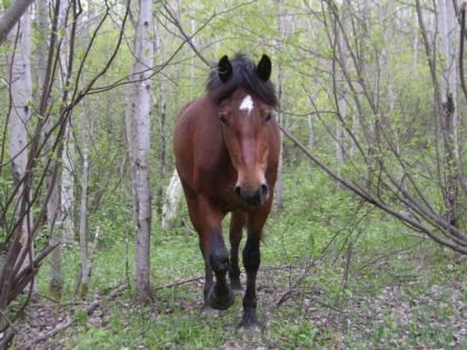 Un cheval dans le bois