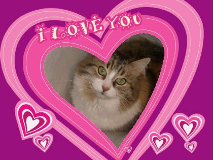 montage photo avec mon chat