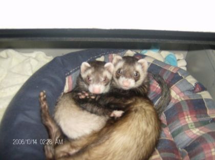 mes deux furret il son foufou