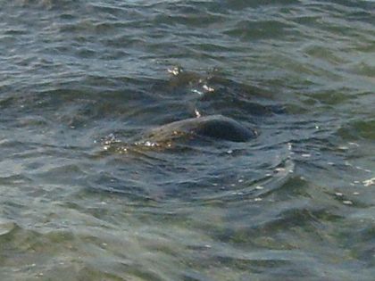 tortue dans la mer