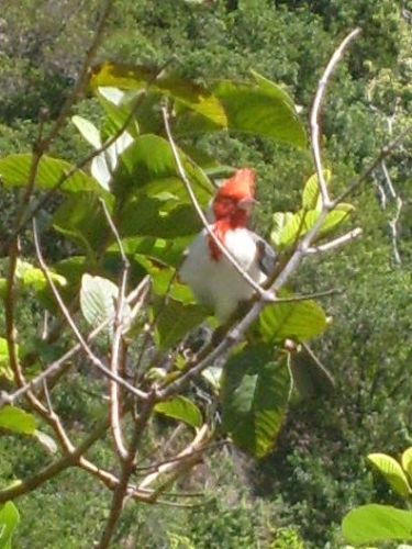 oiseau d hawaii