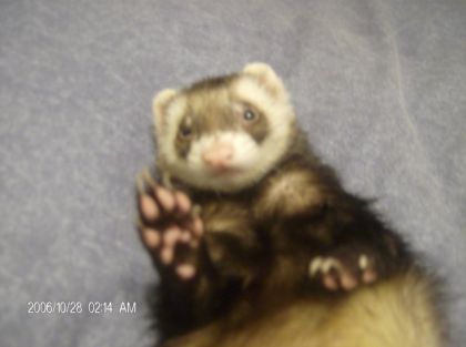Furet sur le dos