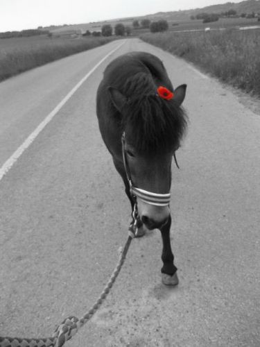 Gaufrette avec un coquelicot
