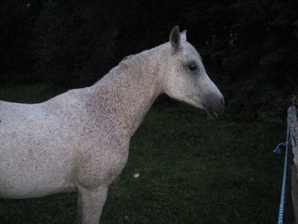 Mais qu'est-ce que c'est  Sambouka???