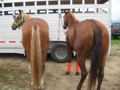 les grosse fesses a chester et diva!