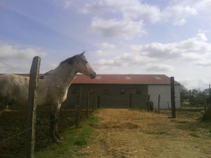 Luxky Dans Son Paddock