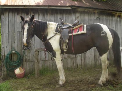Cheval Spotted Draft horse près pour la randonnée