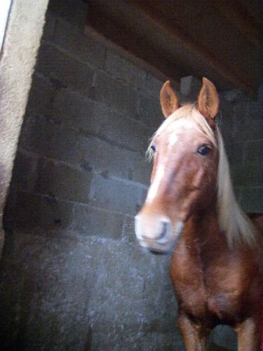 photo par galop50
