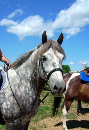 Silver vous Salut! :)