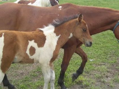 SPirit mon bébé