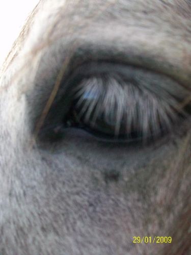 l'oeil de safir