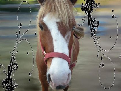Un montage de Miss,