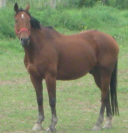 Voici un magnifiique cheval de L`ITA au paturage de mon papi...