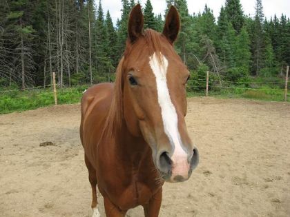 je l'adore!!! mais sur cette photo il a l'air nono! hihihi