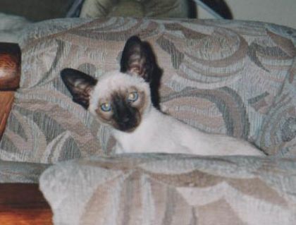 Chat siamois