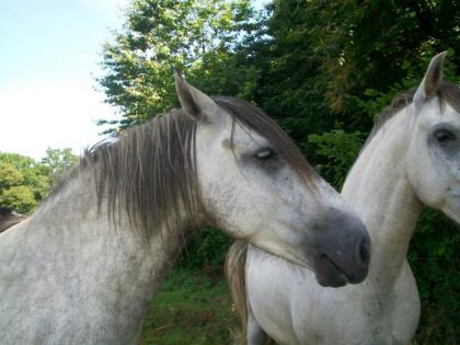 ce cheval est magnifique