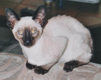 Tinkerbell (siamoise)