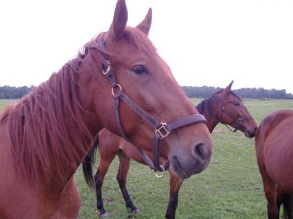 photo par josee Mais qu'est-ce qui retient l'attention de Penneloppe et Minola...