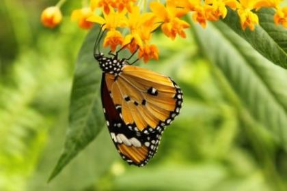 Un joli papillon!