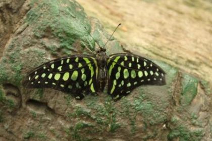 Un autre papillon!