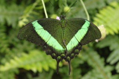 Encore un autre papillon!