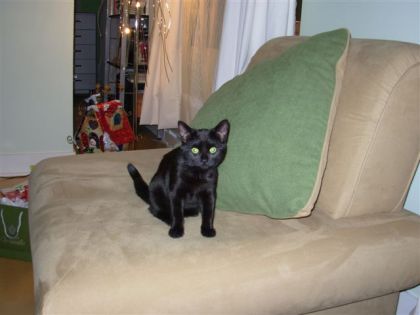 Chat noir