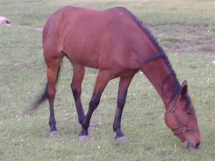 photo par josee ma petite Killiecranki qui mange encore, je me demande ce...