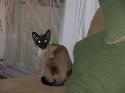 Chat siamois