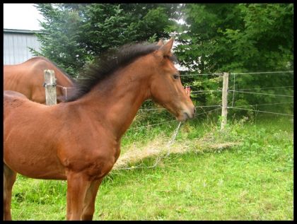 Mon poulain 3 mois frison/thoroughbred