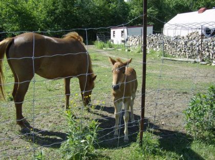 Ma jument Princess et son poulai n Sultan