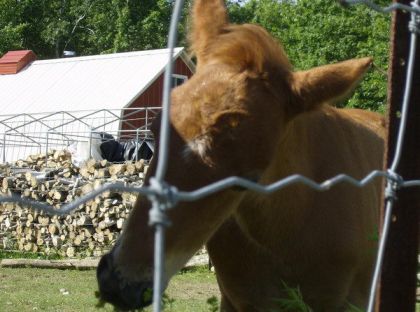 Sultan :.On ne voit pas bien mais je le trouvait trop mignon^^