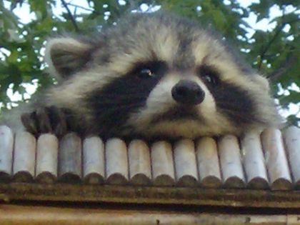 Tête de raton laveur
