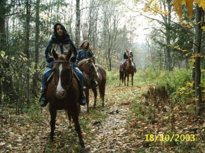 Randonnée équestre dans les bois