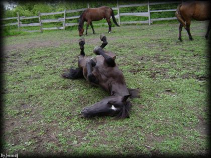 Un cheval se roulant sur le dos