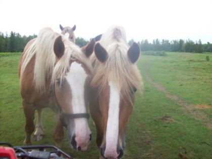 mes deux poulin belge de 3 et 4 ans toby et daisy