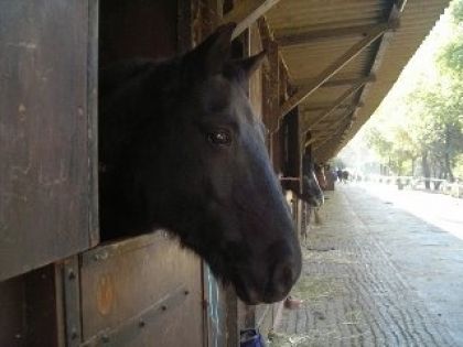 Mon Guliver<3 jtd cheval de club reparti à Pompadour