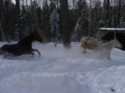 chuck et missy le cheval de mon amie entrain de courir... vite...