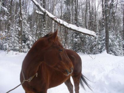 il est pas beau avec ce décor d`hiver??