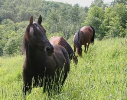 Quelques chevaux dans un champs