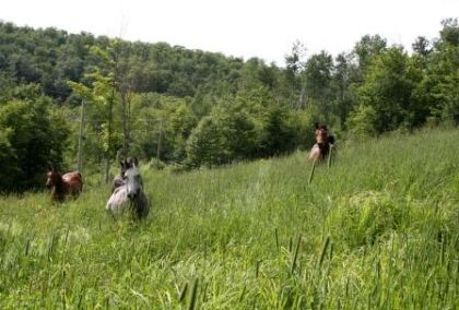 Mes chevaux au champs