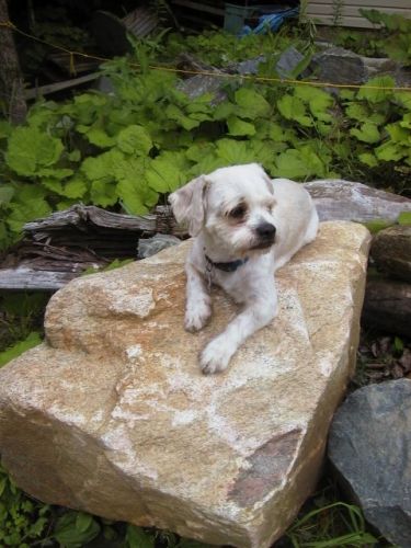 Voici Boum Boum !! Mon Petit Chien !
