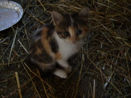 photo par josee petit chatton qui attend encore à manger